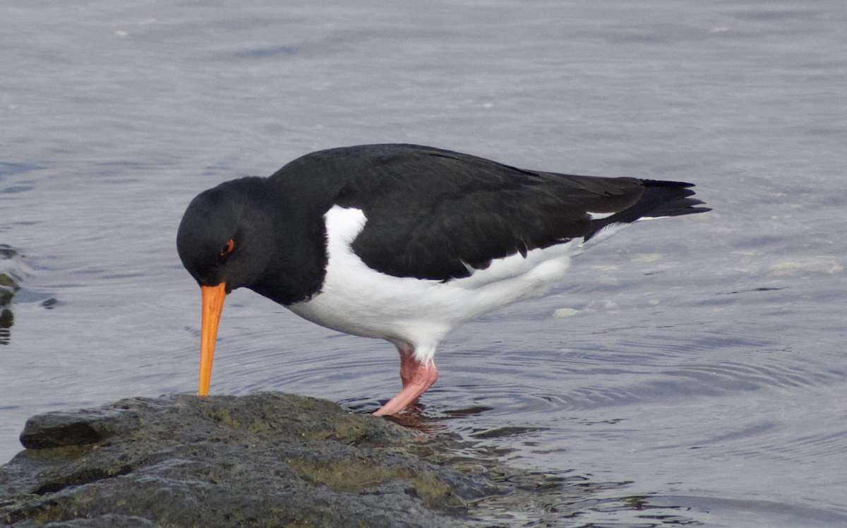 Eurasian Oystercatcher - ML628513232