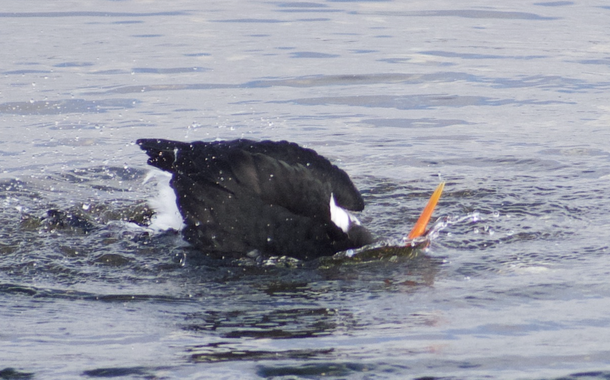 Eurasian Oystercatcher - ML628513233