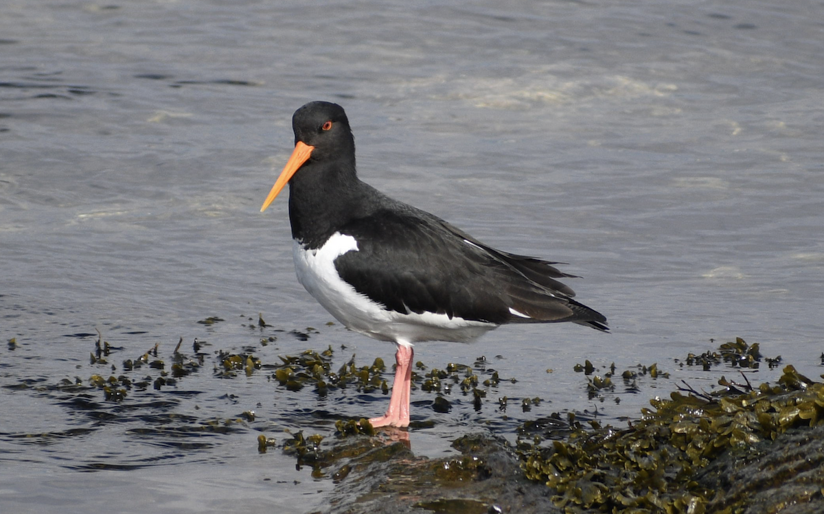 Eurasian Oystercatcher - ML628513234
