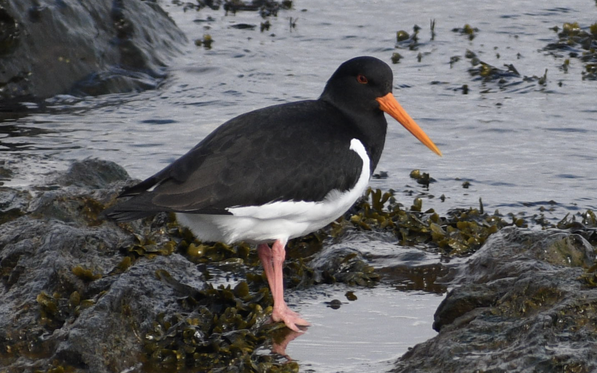 Eurasian Oystercatcher - ML628513235