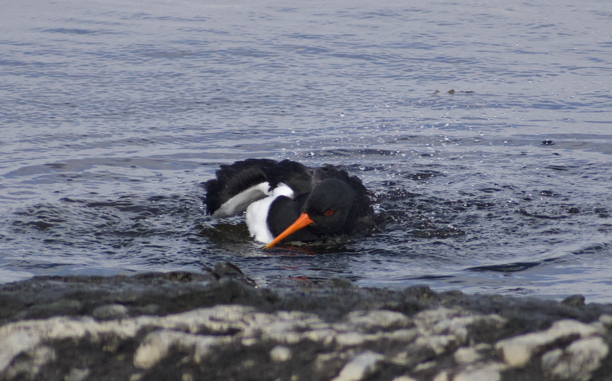Eurasian Oystercatcher - ML628513236