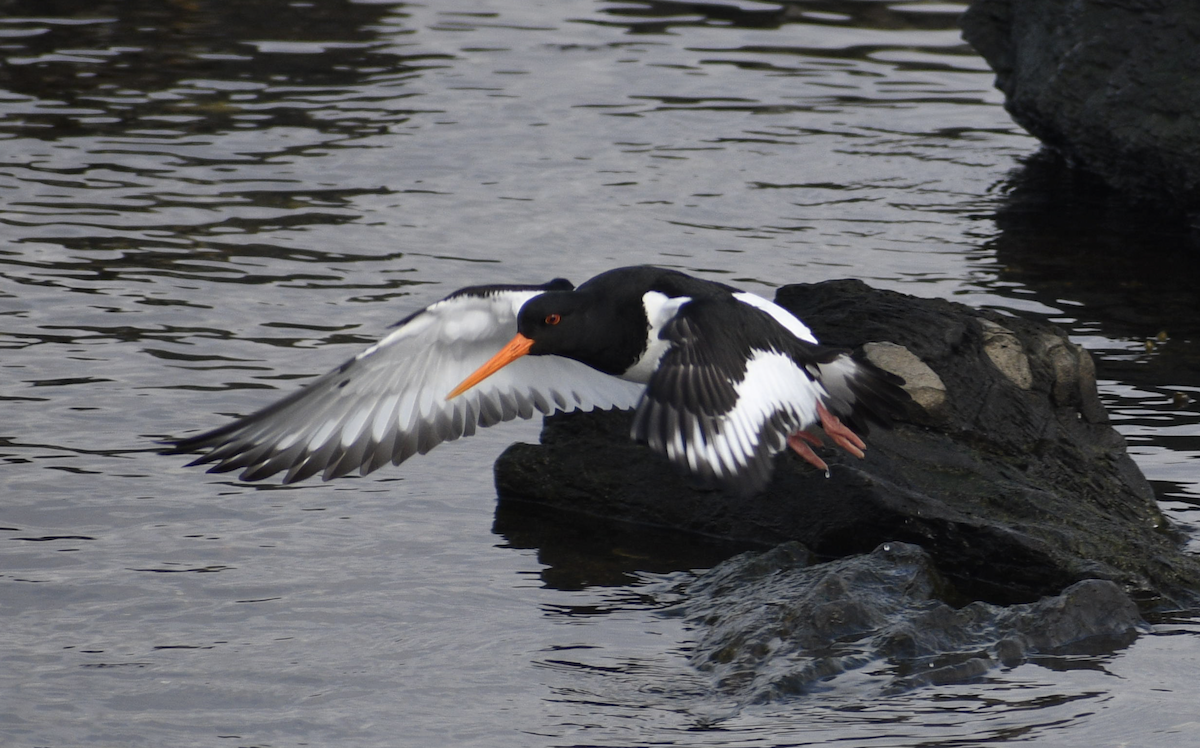 Eurasian Oystercatcher - ML628513237