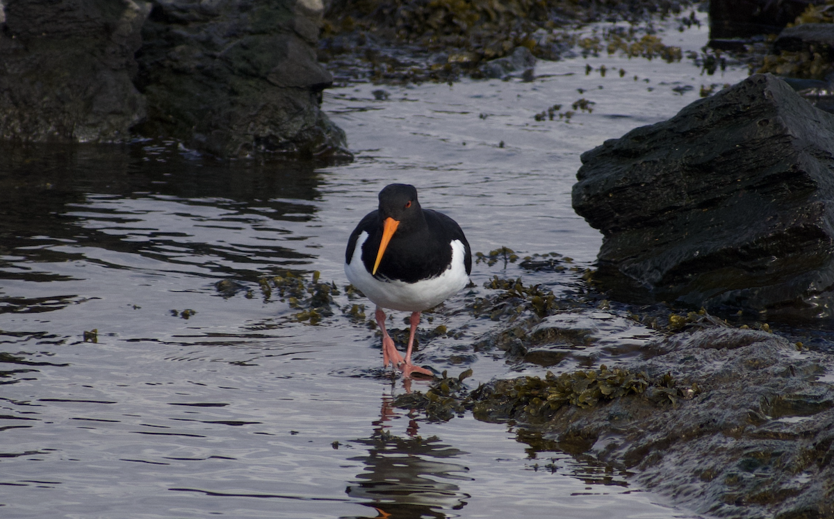 Eurasian Oystercatcher - ML628513238