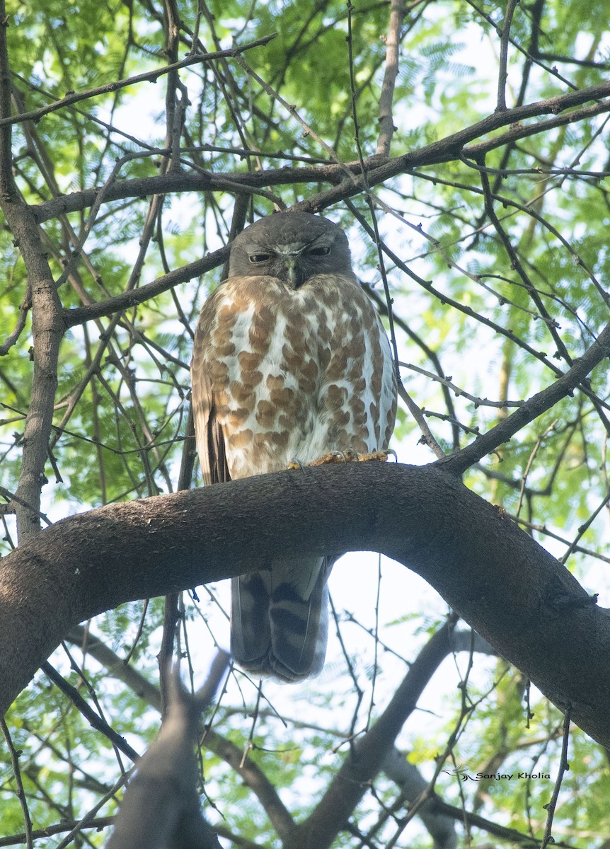 Brown Boobook - ML628513464