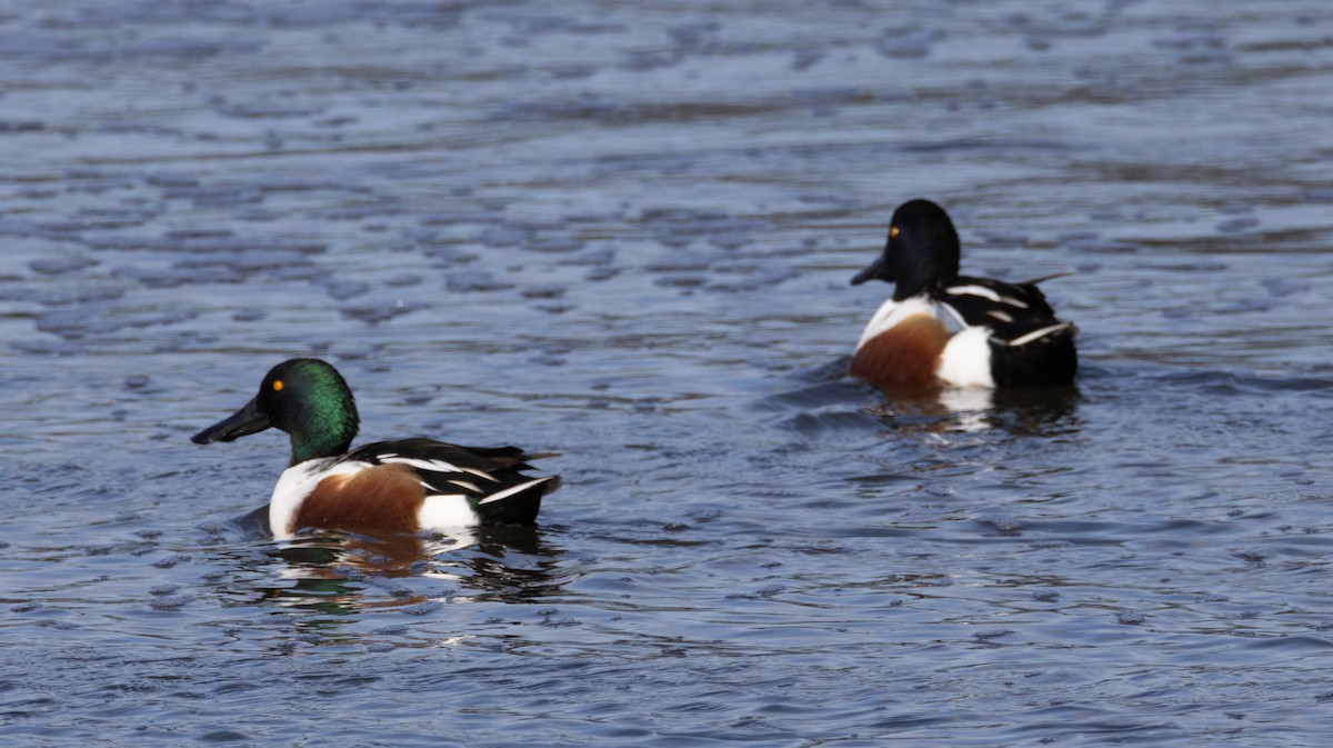 Халбага нугас - ML628513573