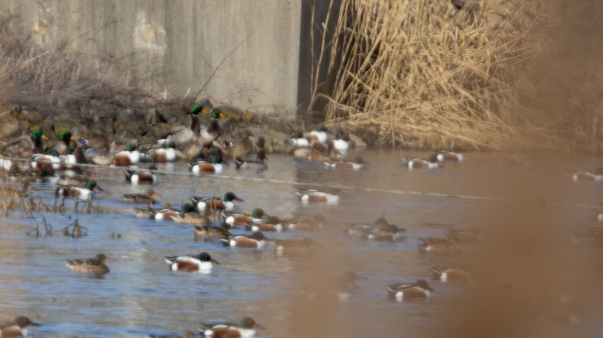 Халбага нугас - ML628513575