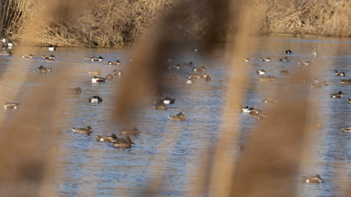 Халбага нугас - ML628513576