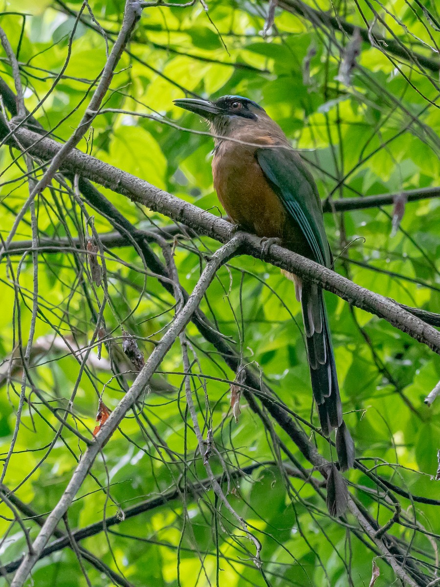 Whooping Motmot (Whooping) - ML628513607