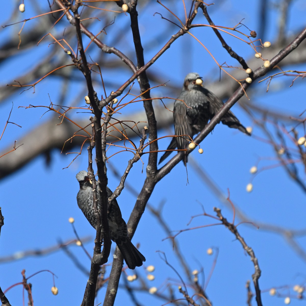 Brown-eared Bulbul - ML628513715