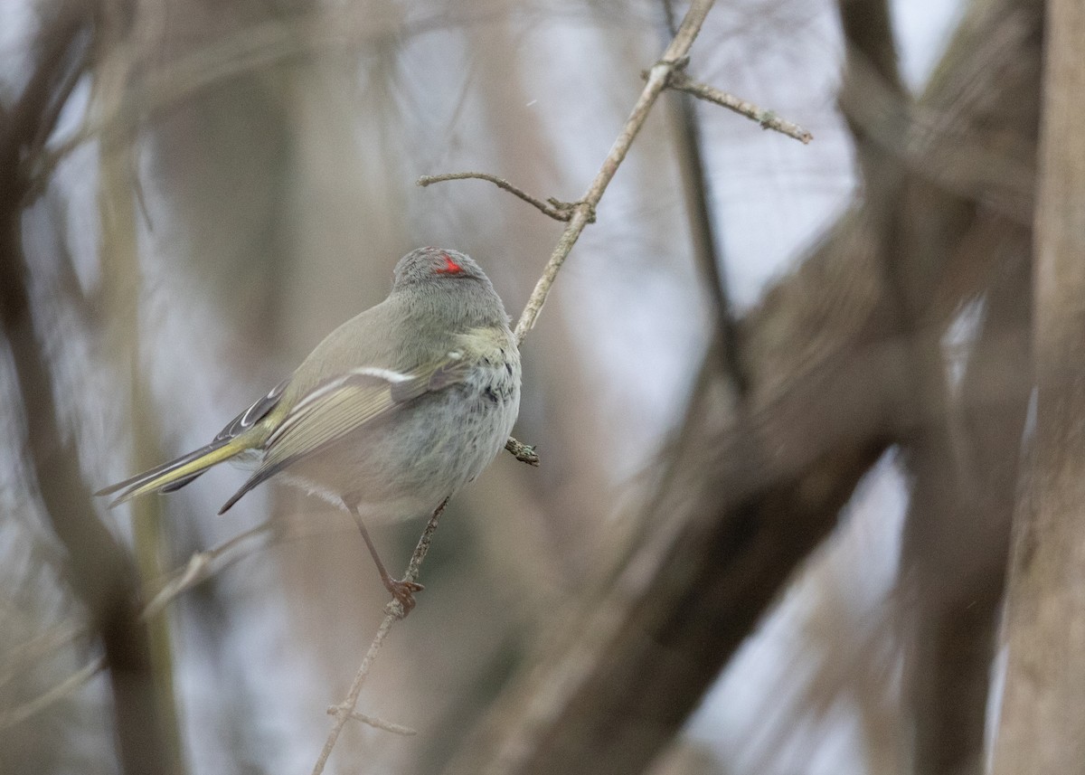 Ruby-crowned Kinglet - ML628513770