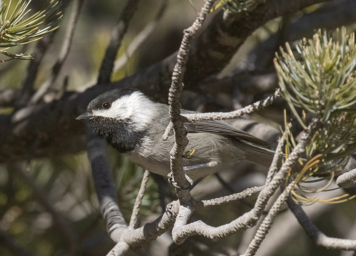 Mexican Chickadee - ML628513795
