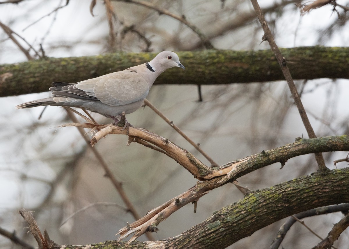 Eurasian Collared-Dove - ML628513811