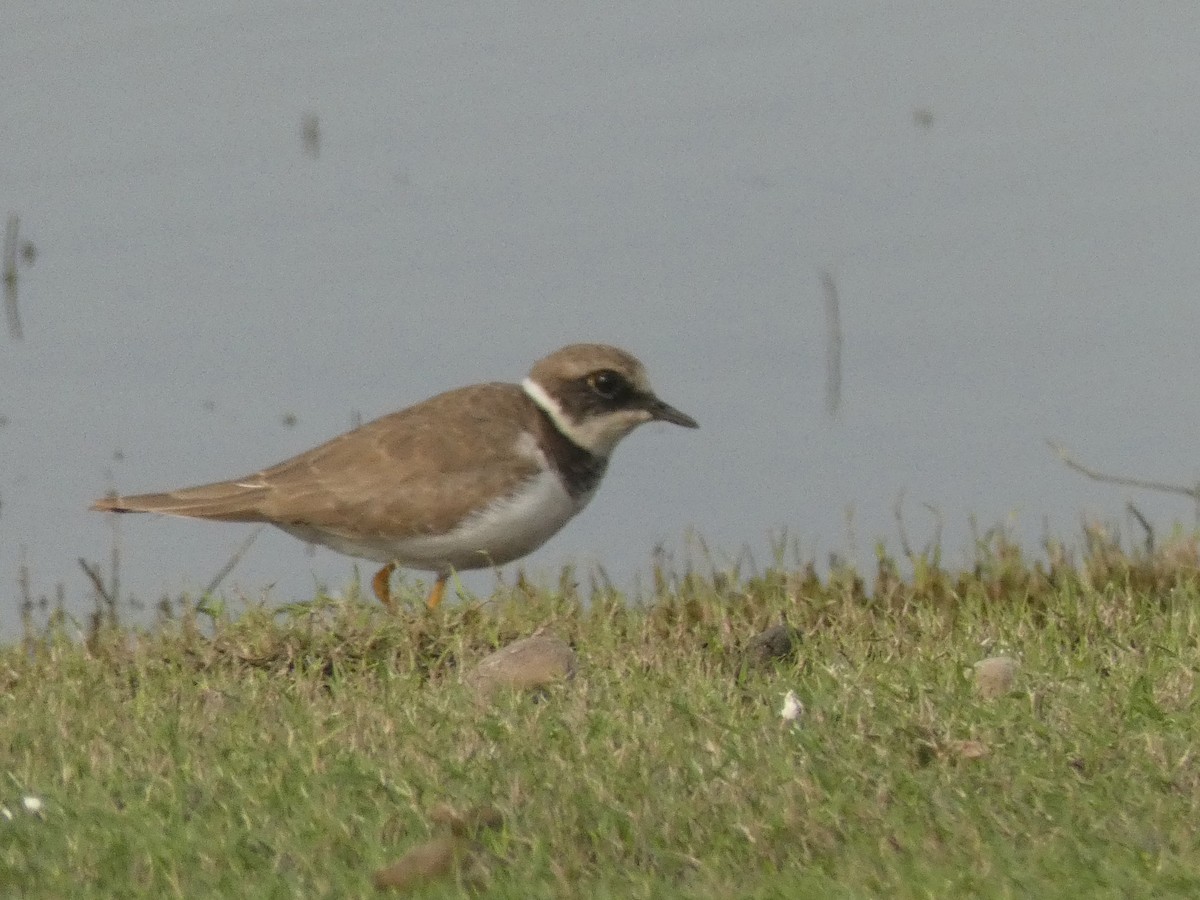 Common Ringed Plover - ML628513812