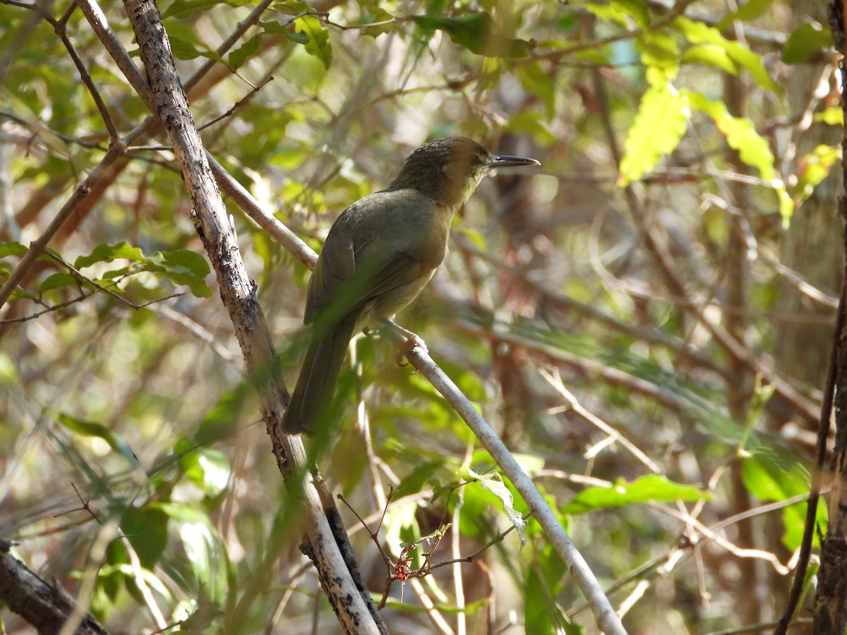 Long-billed Bernieria - ML628513827