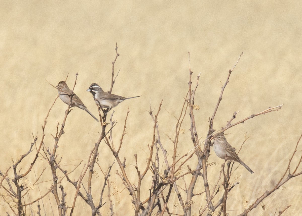 Black-throated Sparrow - ML628514368