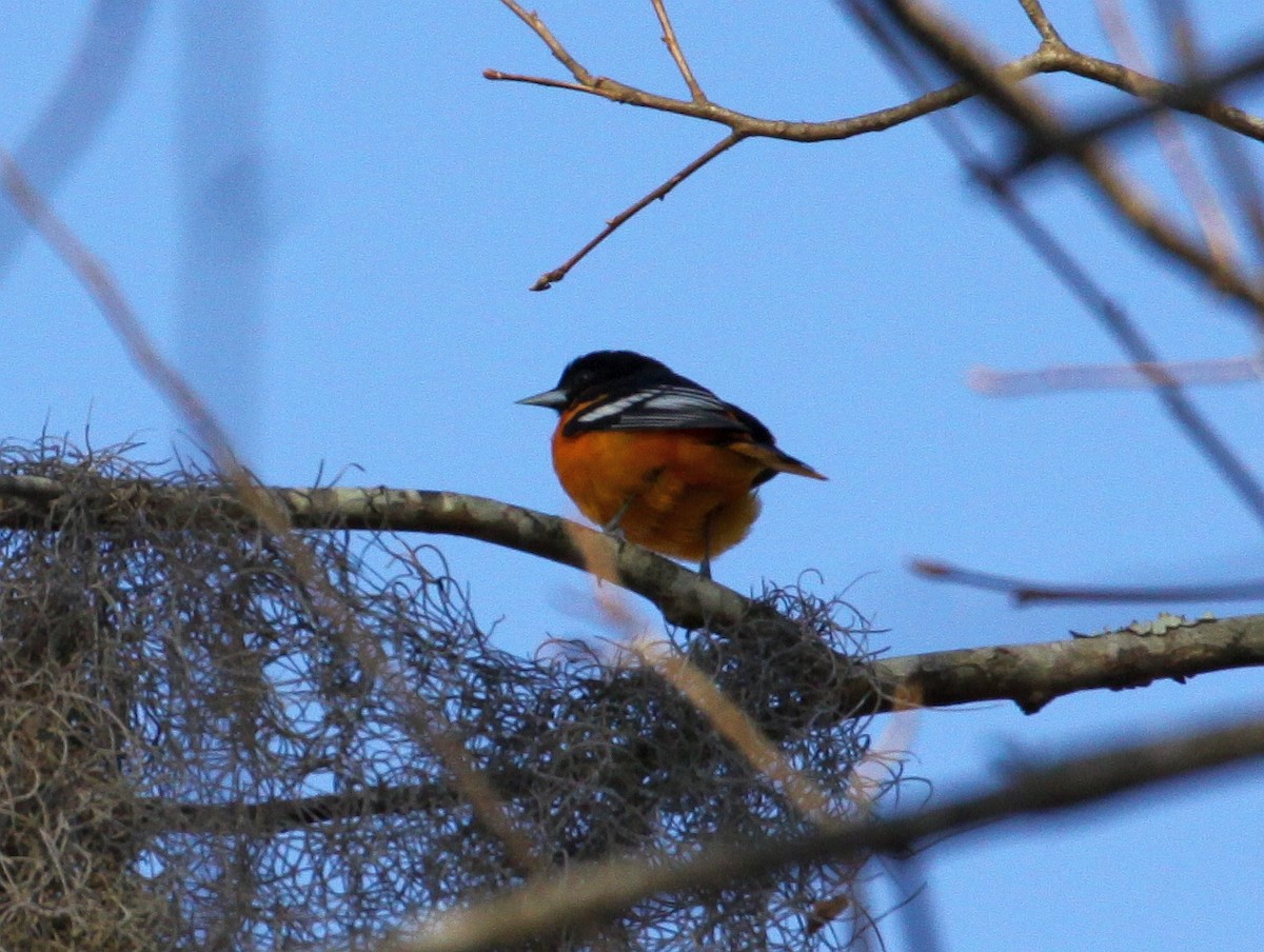 Baltimore Oriole - ML628514398