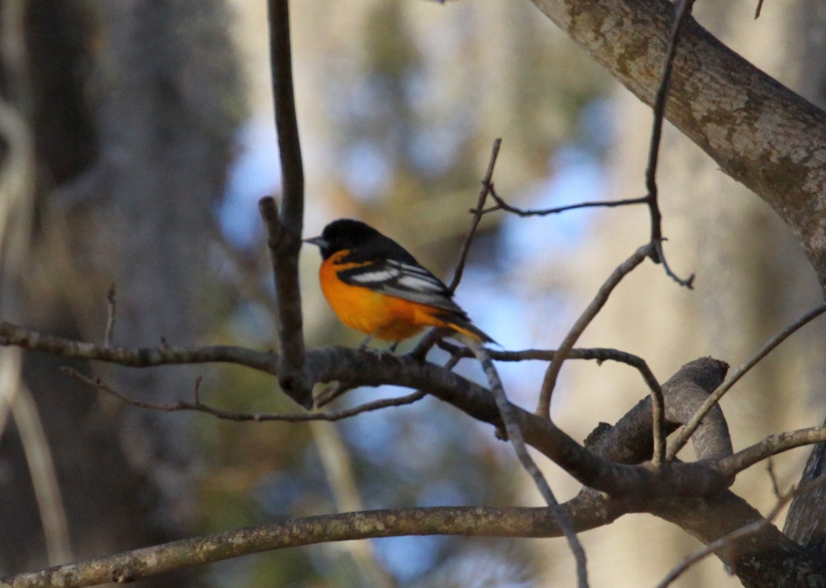 Baltimore Oriole - ML628514399