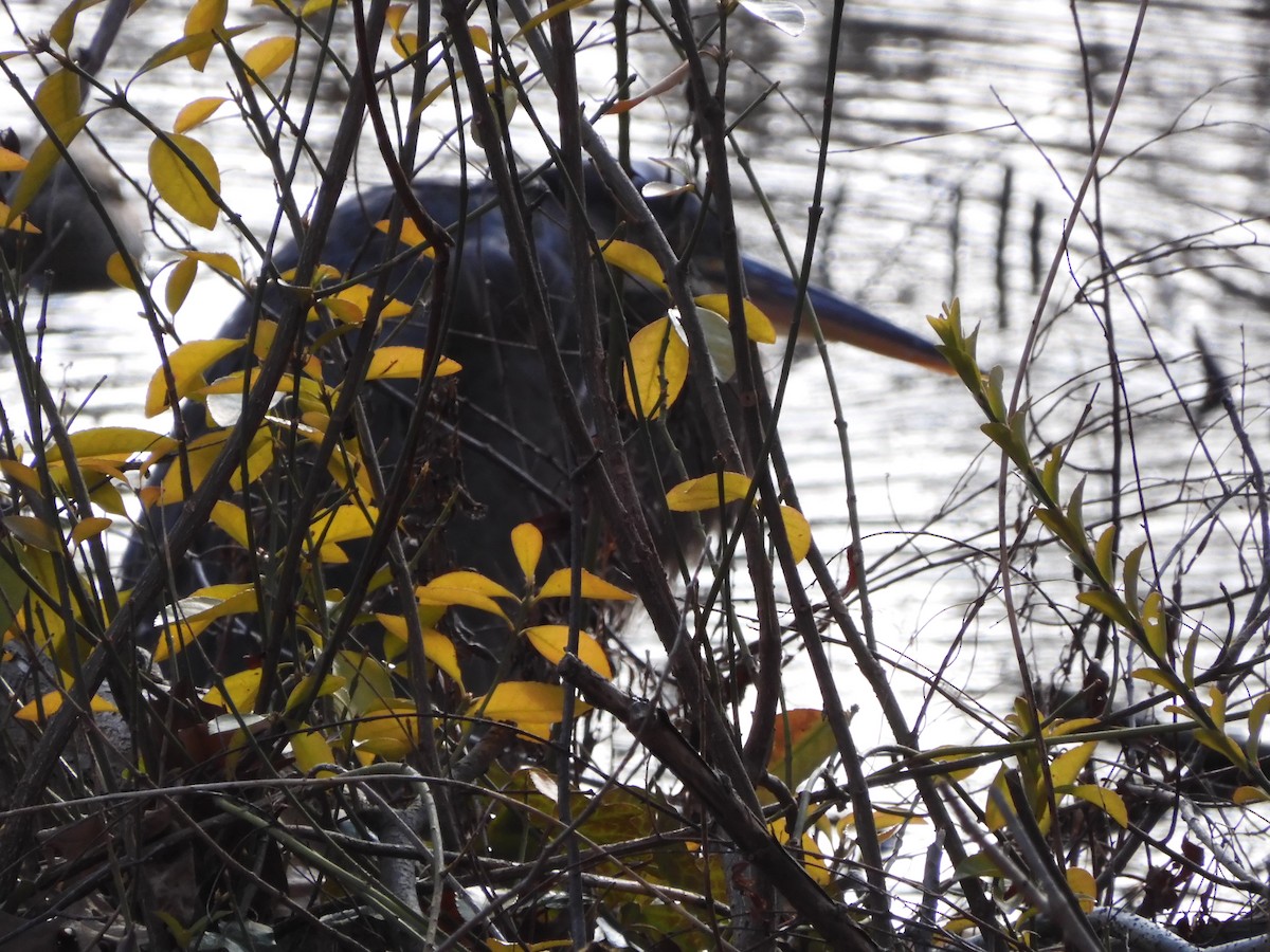 Great Blue Heron - ML628514455
