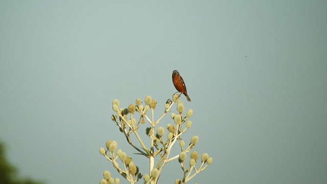 Rufous-rumped Seedeater - ML628514512
