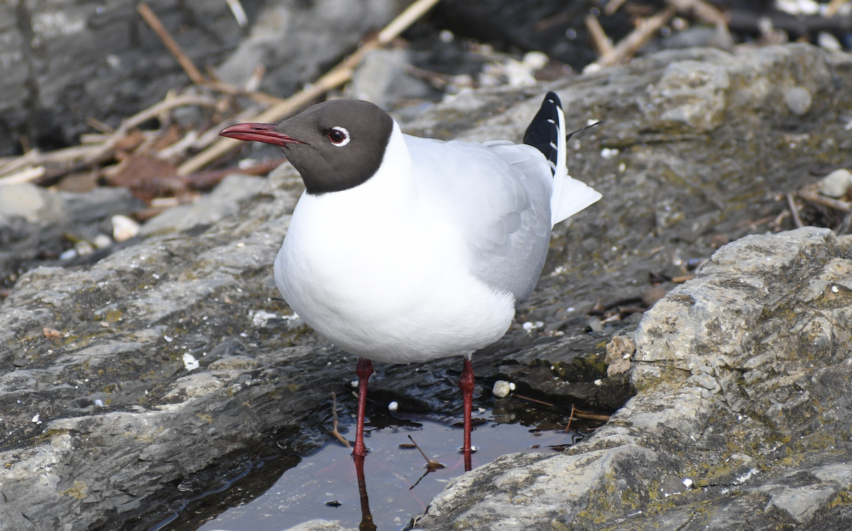 Black-headed Gull - ML628514561