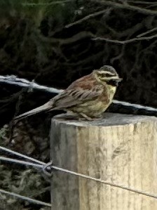 Cirl Bunting - ML628514589