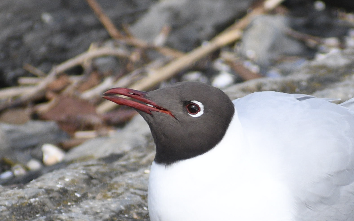 Black-headed Gull - ML628514596