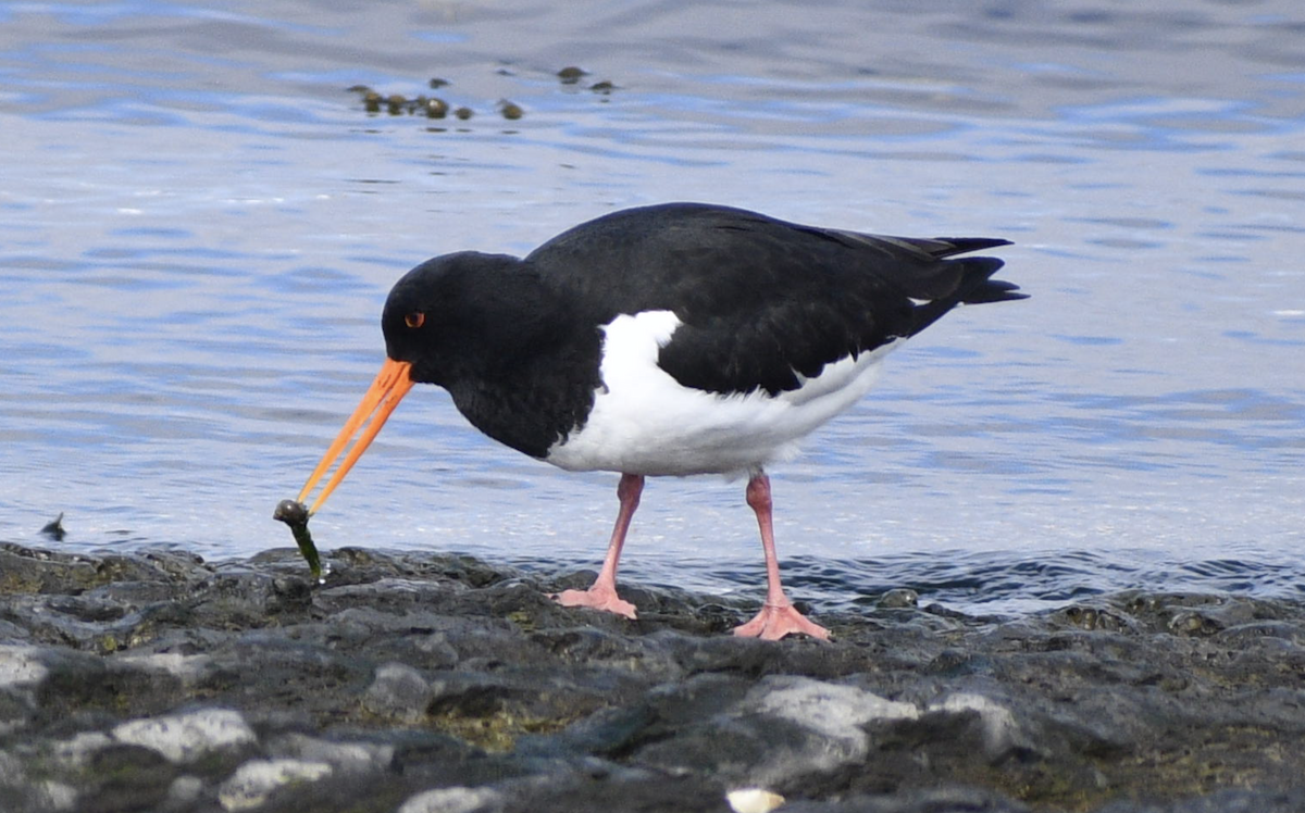 Eurasian Oystercatcher - ML628514895