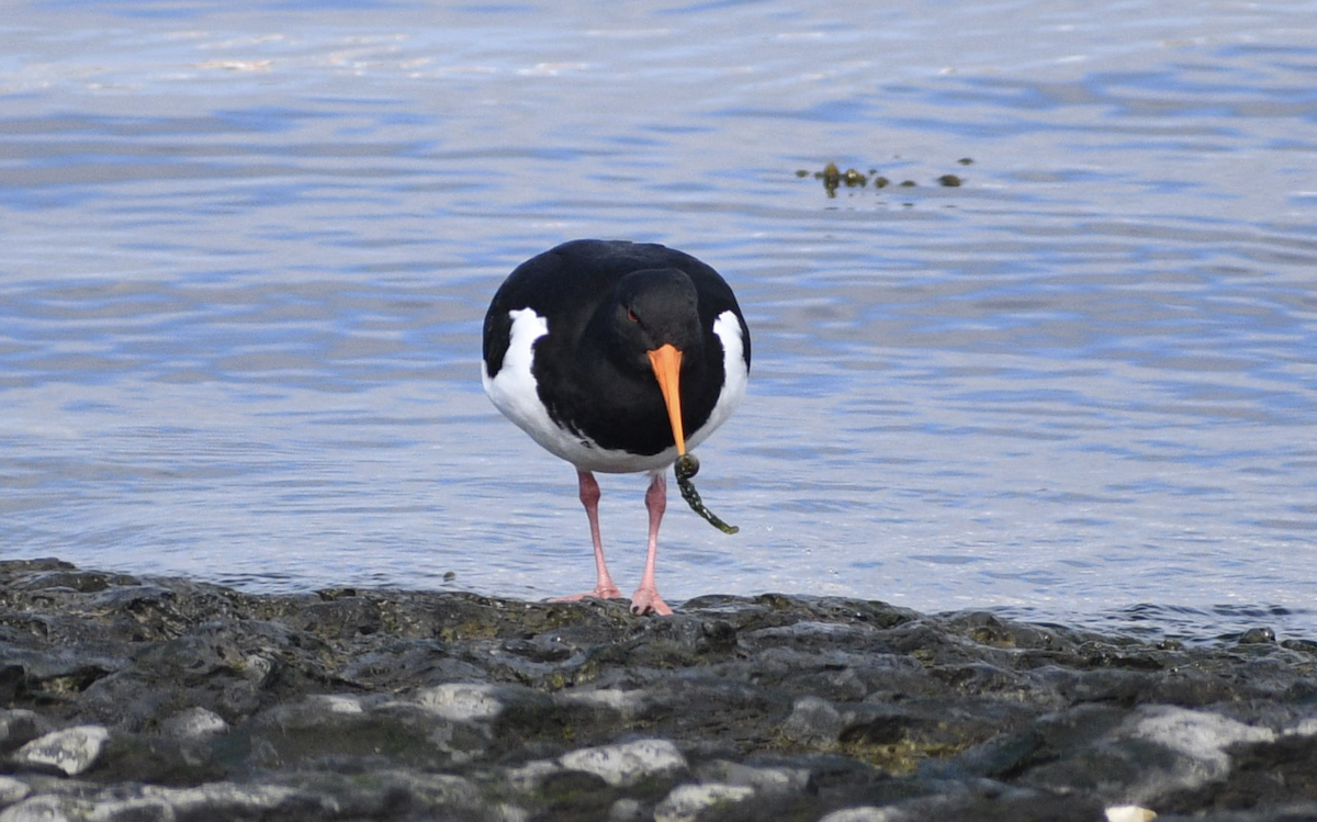 Eurasian Oystercatcher - ML628514896