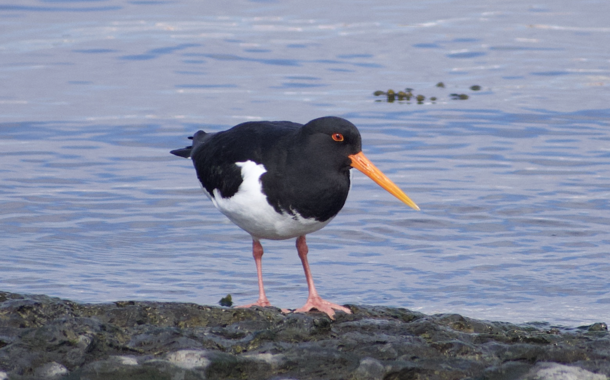 Eurasian Oystercatcher - ML628514897