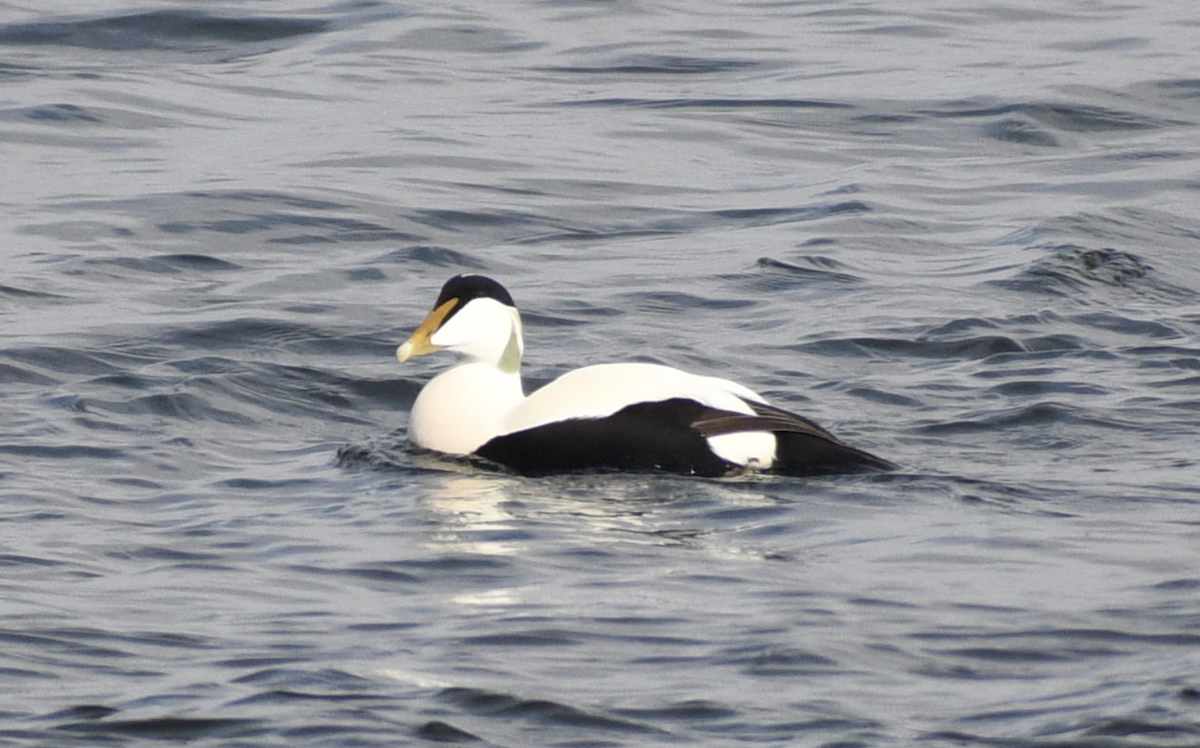 Common Eider - ML628515155