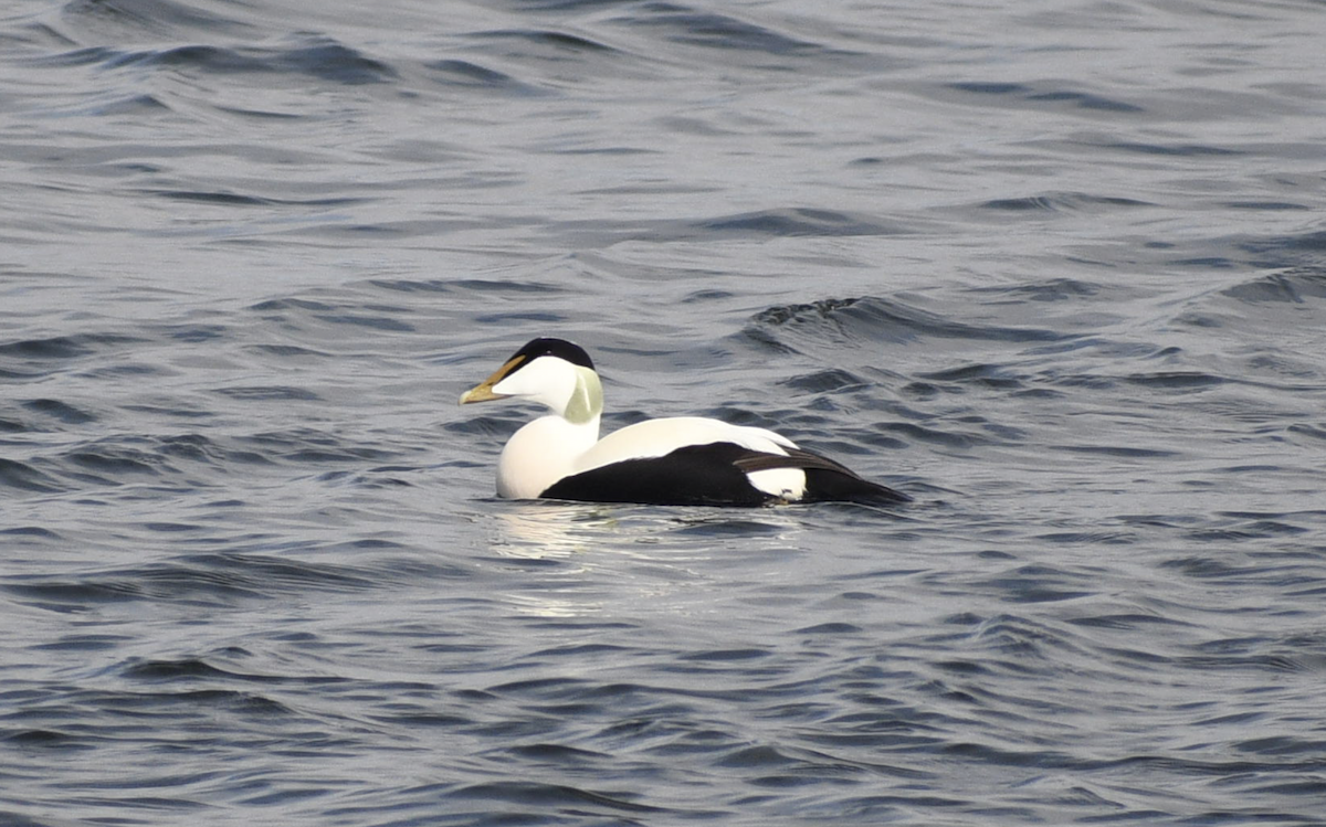 Common Eider - ML628515157