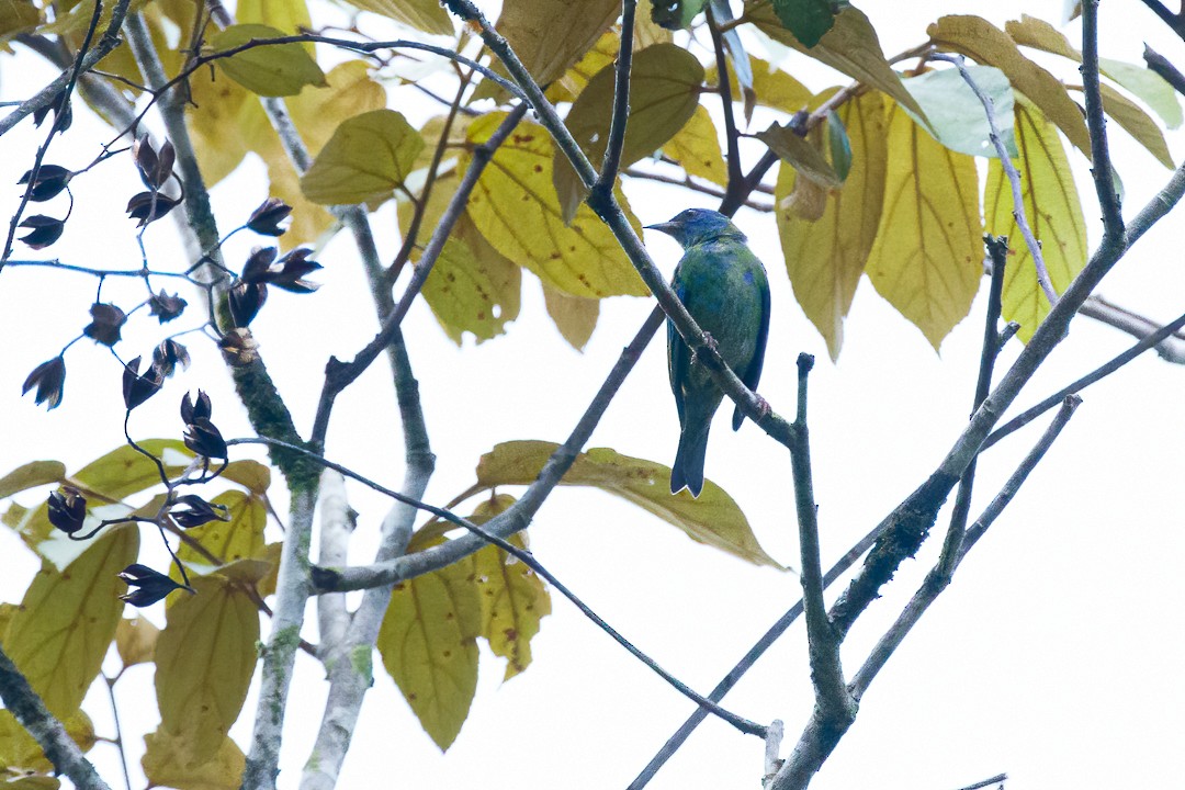 Blue Dacnis - ML628515260