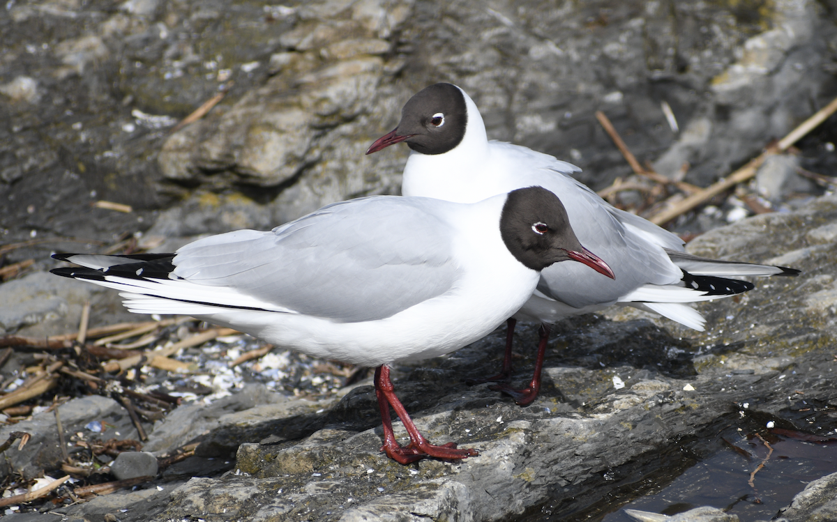 Black-headed Gull - ML628515310