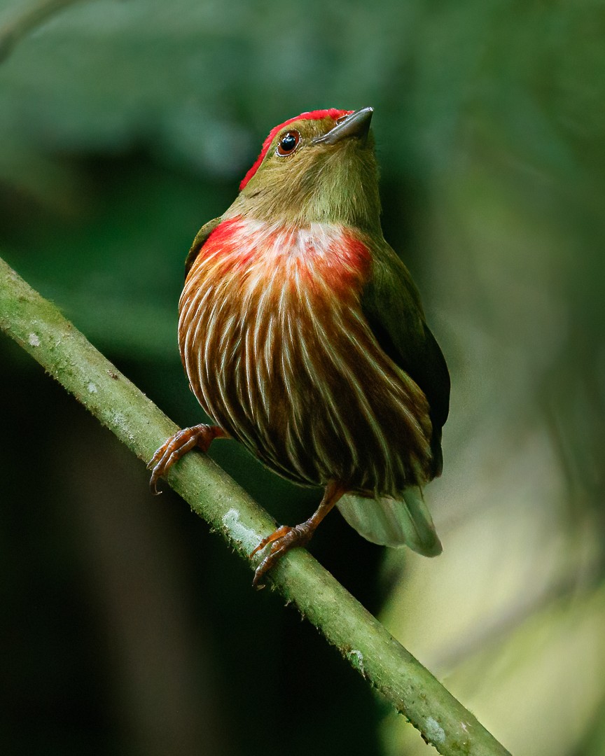 Striolated Manakin - ML628515356