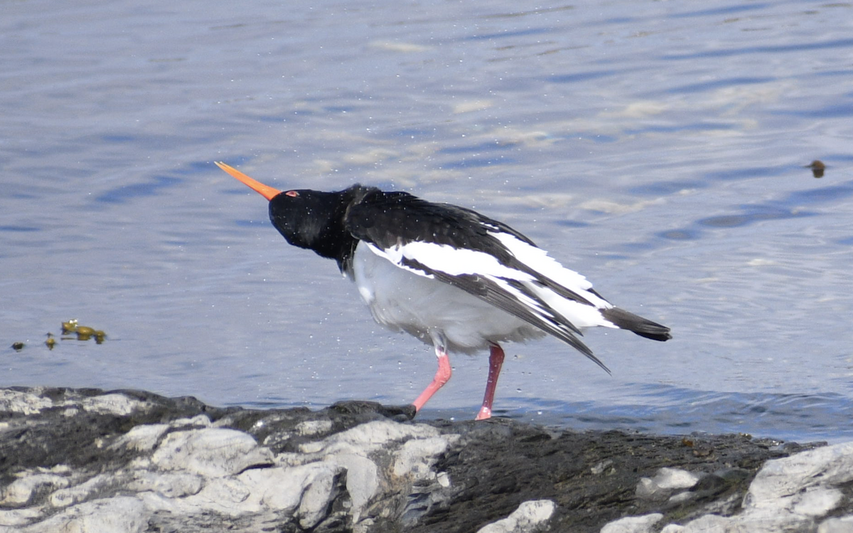 Eurasian Oystercatcher - ML628515455