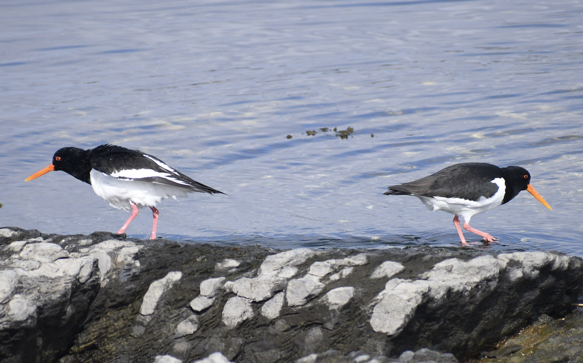 Eurasian Oystercatcher - ML628515456