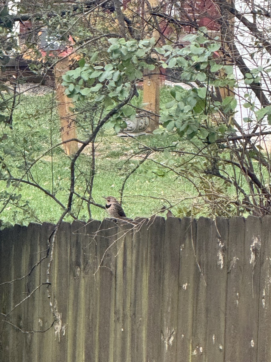 Northern Flicker (Yellow-shafted) - ML628515671