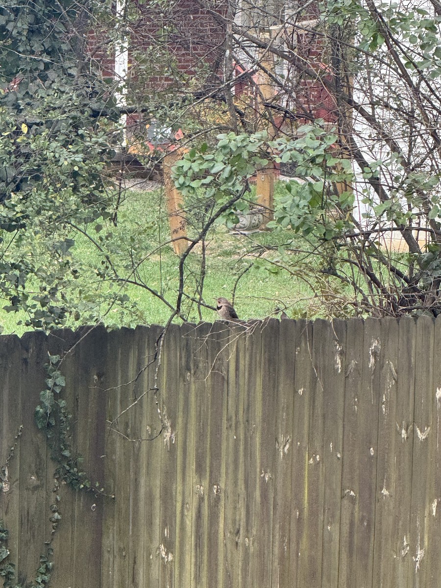 Northern Flicker (Yellow-shafted) - ML628515673