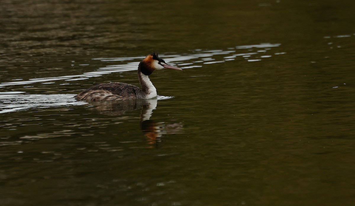 Great Crested Grebe - ML628515727