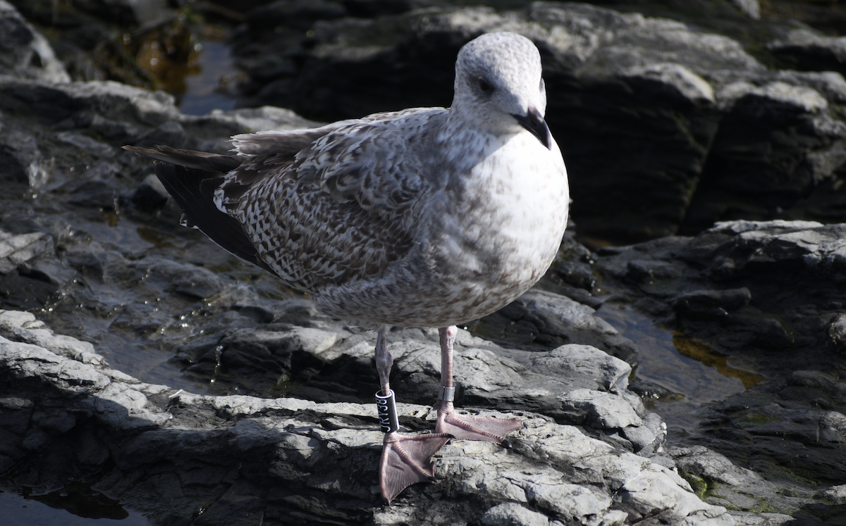 gull sp. - ML628515847