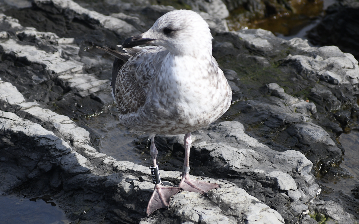gull sp. - ML628515848