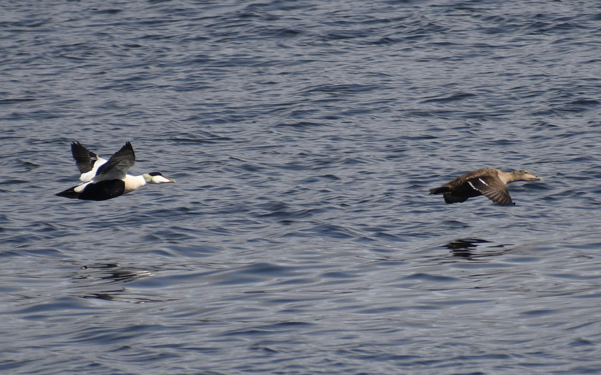 Common Eider - ML628515945