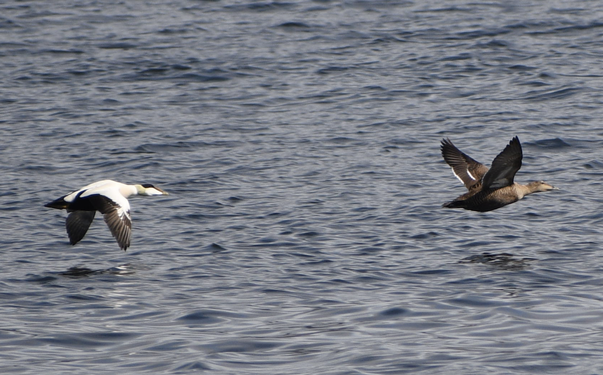 Common Eider - ML628515946
