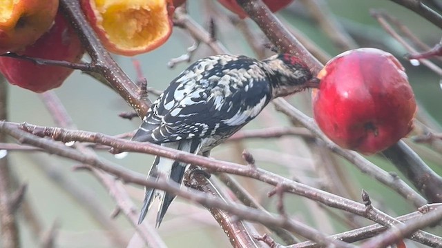 Yellow-bellied Sapsucker - ML628516031