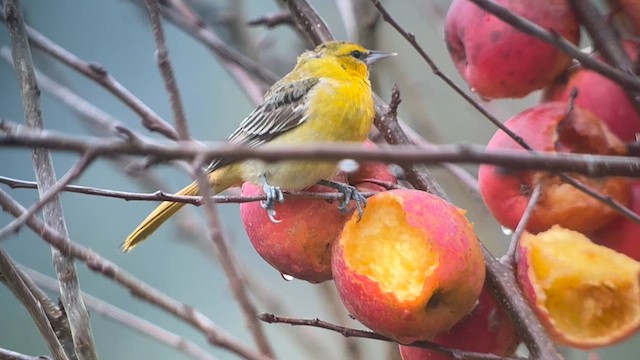 Bullock's Oriole - ML628516067