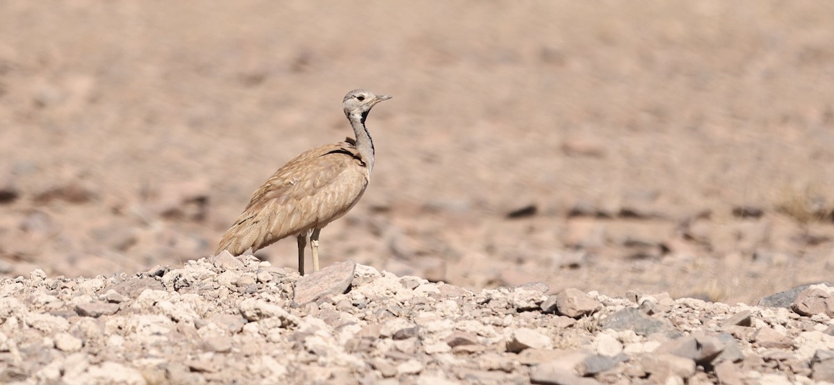 Rüppell's Bustard - ML628516240