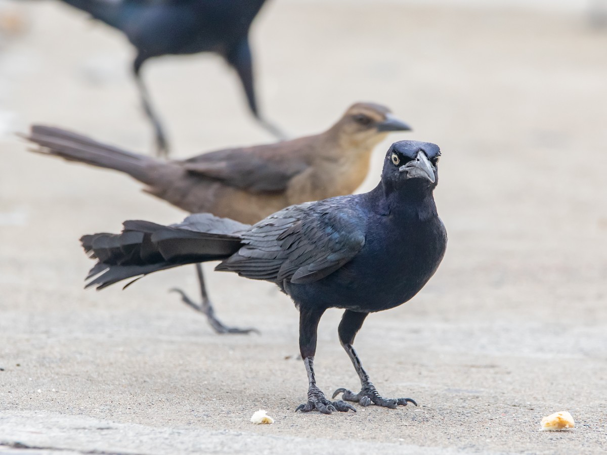 Great-tailed Grackle - ML628516265