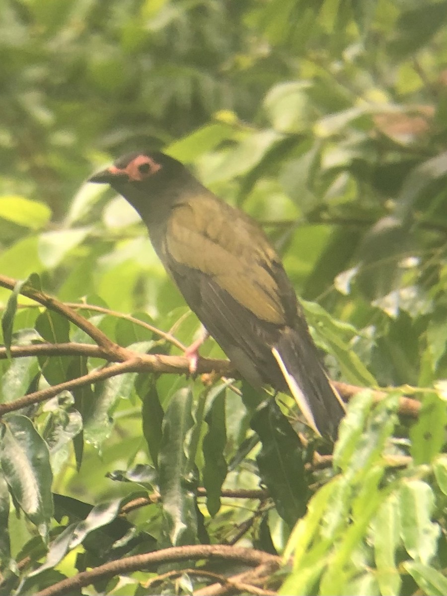 Australasian Figbird - Bodhi Mohan