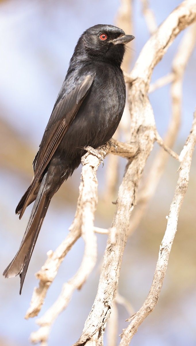Trauerdrongo (apivorus) - ML628516322