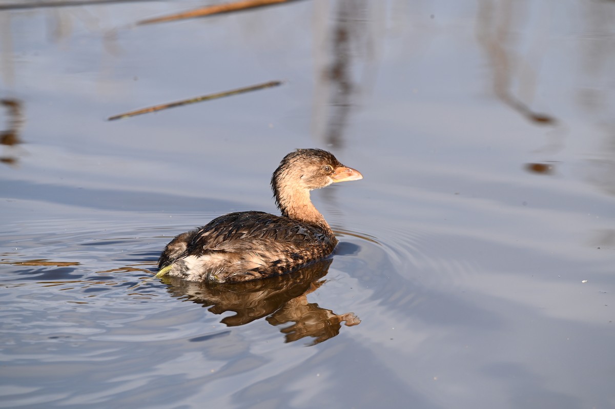 Pied-billed Grebe - ML628516357